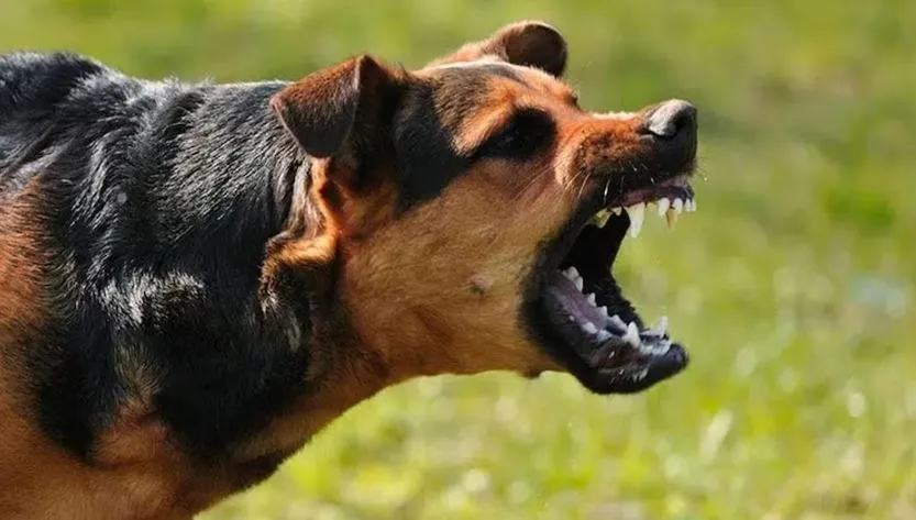 Bareilly: दोगुनी से भी तेज हुई कुत्तों के हमलों की रफ्तार, कइयों को बना चुके शिकार