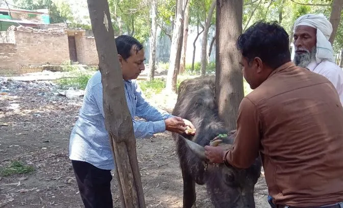 बरेली: चलता-फिरता अस्पताल....बीमार पशुओं का कर रहा इलाज