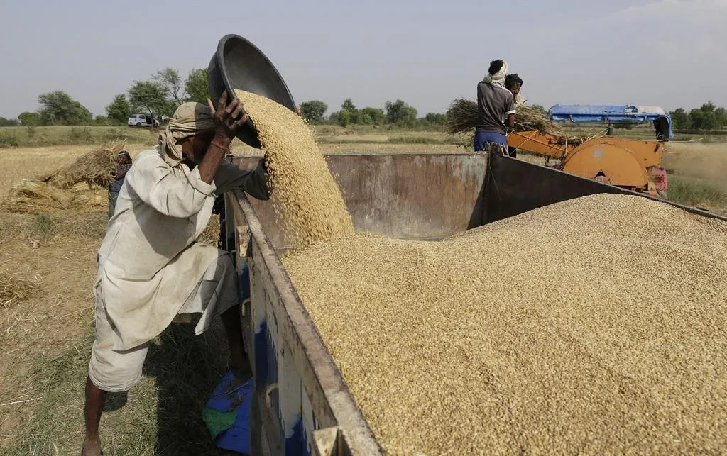 रुद्रपुर: कुमाऊं में सरकारी क्रय केंद्रों में मात्र 1120 क्विंटल गेहूं की खरीद