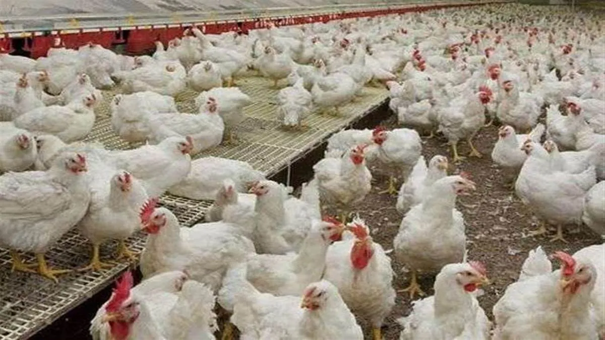 गरमपानी: कोसी नदी में धड़ल्ले से डाले जा रहे मुर्गियों के पंख, मीट मांस के लोथड़े