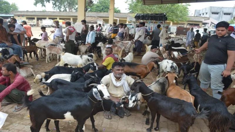 ईद-उल-अजहा : खुदा को प्यारी है कुर्बानी, मुस्लिम बाहुल्य इलाकों में छाई रौनक
