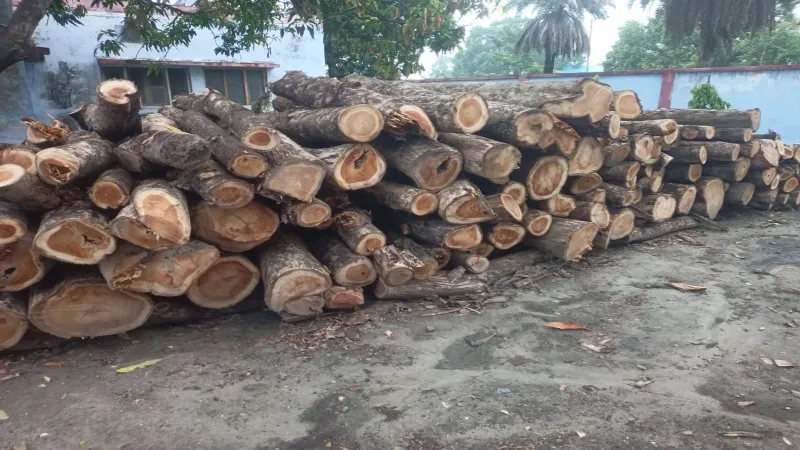 बहराइच : बिना परमिट के काटे गए दर्जनों सागौन के पेड़ 