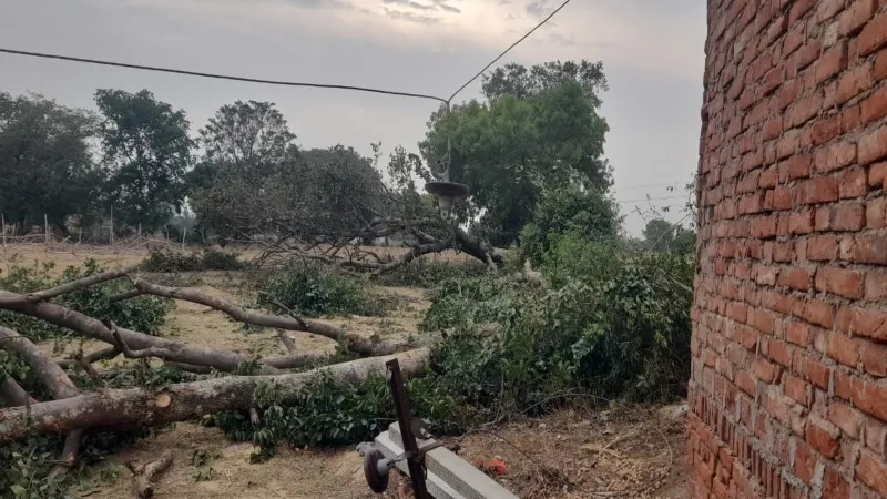 रायबरेली में एलटी लाइन पर कटान के दौरान गिरी पेड़ की डाल, पूरे गांव की बिजली गुल 