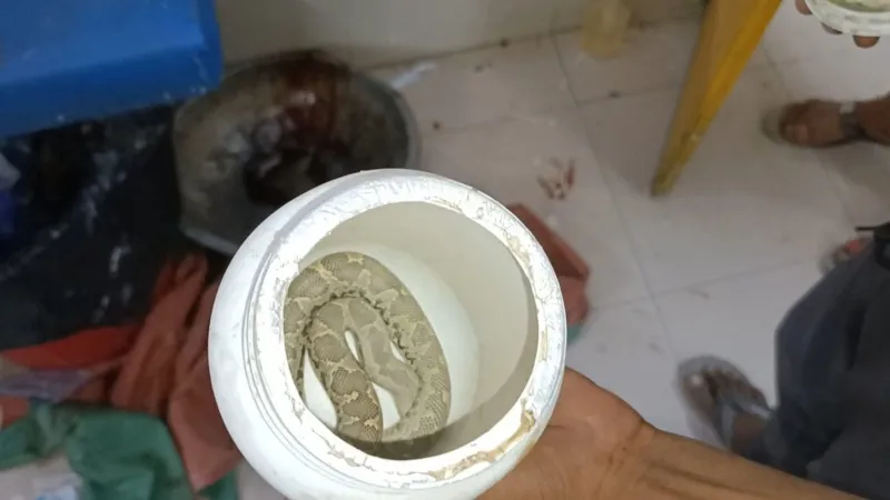 बहराइच : युवक को सांप ने काटा तो डिब्बे में बंद कर पहुंच गया जिला अस्पताल