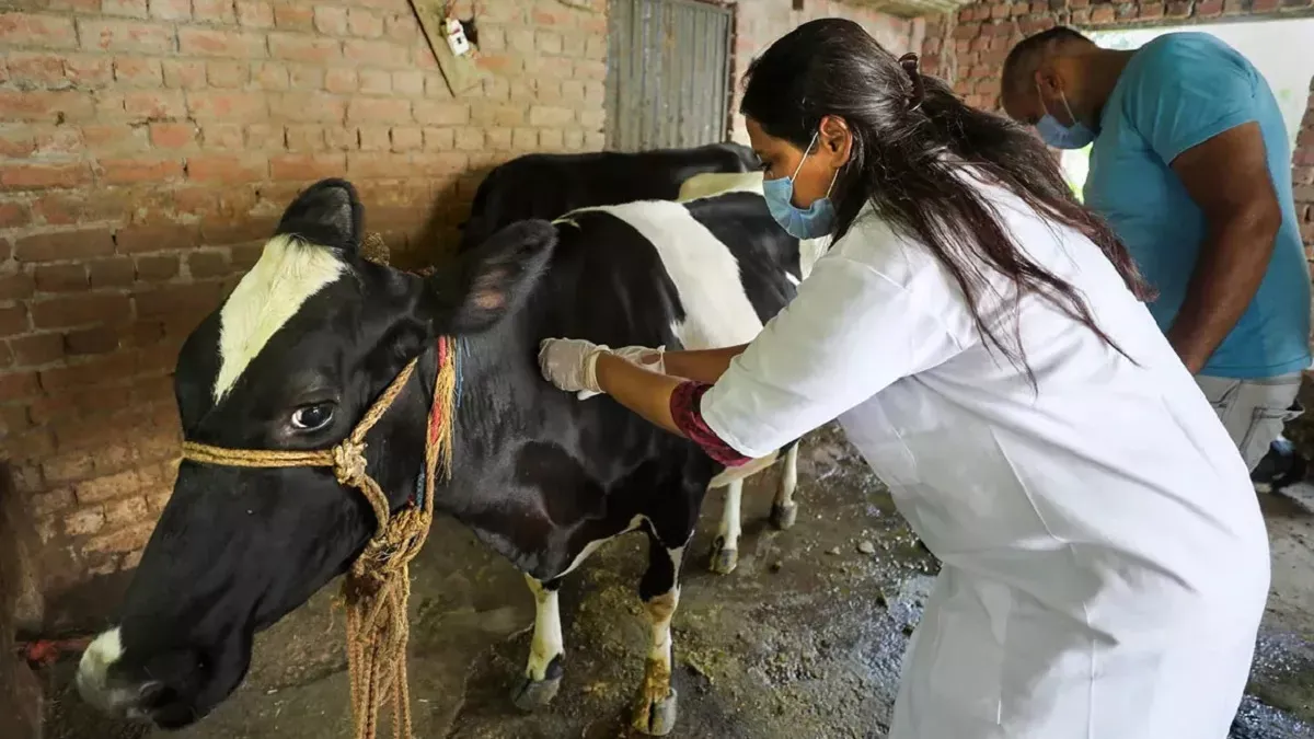 बागेश्वर: लंपी वायरस के चलते दूध की बिक्री हुई कम
