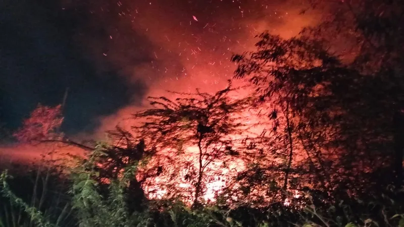 Kanpur Fire : यूनिवर्सिटी के जंगल में लगी भीषण आग, बुझाने में लगी आधा दर्जन दमकल गाड़ियां 