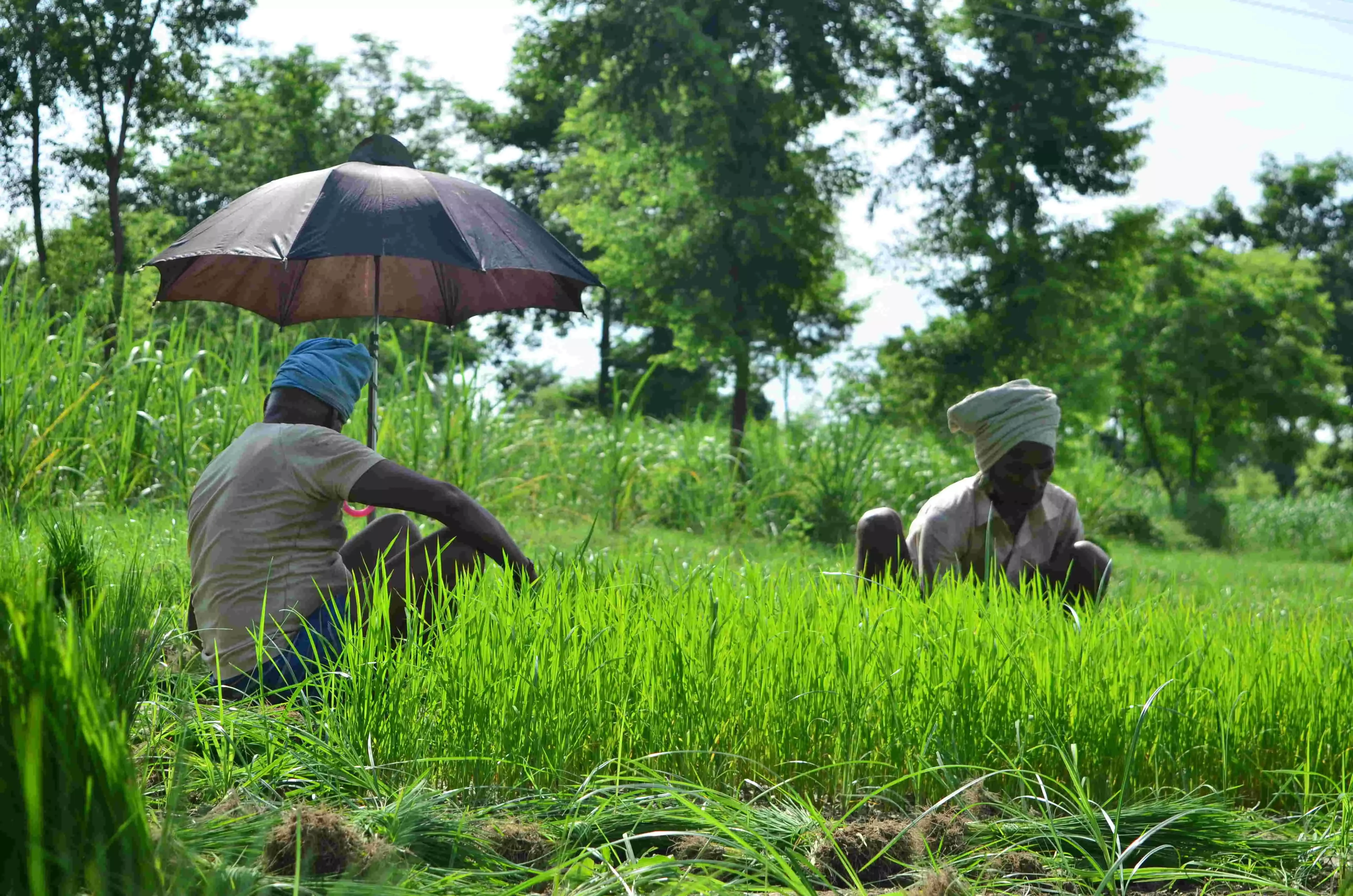 नानकमत्ता: धान की रोपाई कर रहे किसान बिजली कटौती से परेशान