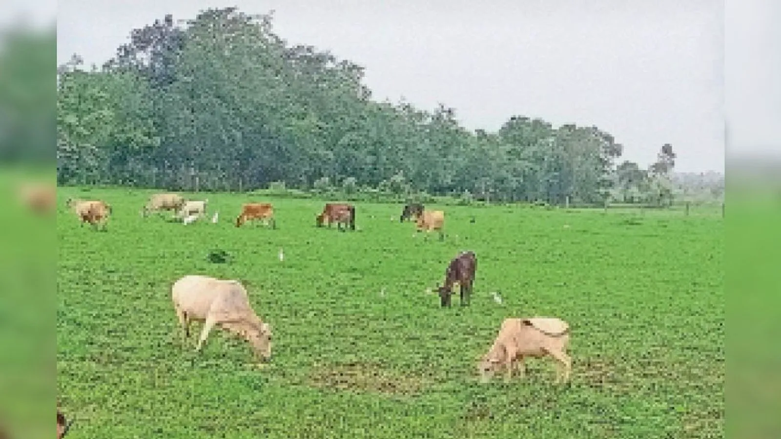 बरेली: 6.14 लाख पशुओं पर मंडरा रहा गलाघोंटू का खतरा