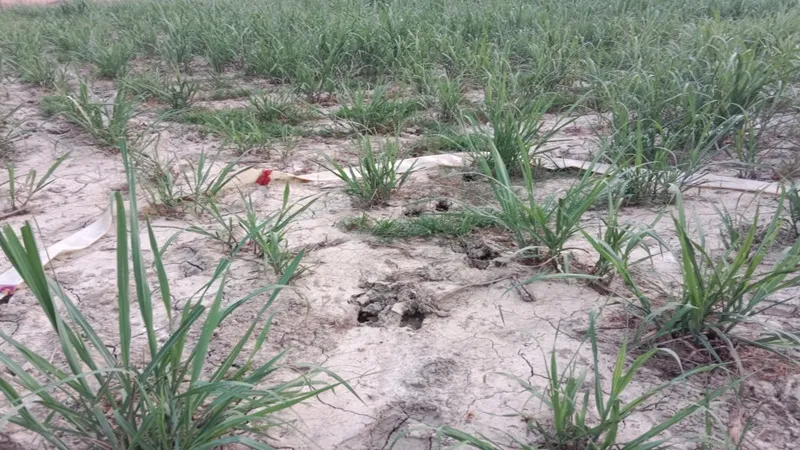 अयोध्या : पूराबाजार क्षेत्र में किसानों के सामने खड़ा है संकट, बिजली आपूर्ति भी बदतर, सिंचाई प्रभावित