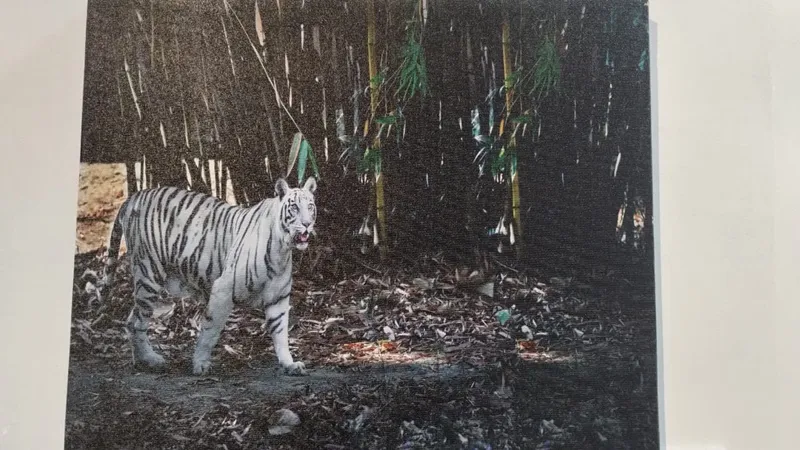 लखनऊ : 'टाइगर इन मेट्रो' फोटो प्रदर्शनी में लगाई गईं कई दुर्लभ तस्वीरें..