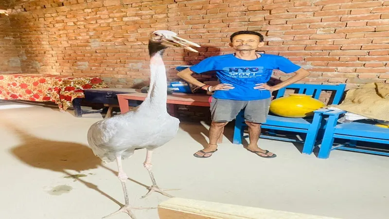 अमेठी : आरिफ के बाद अब टूटी चंदन और सारस की दोस्ती