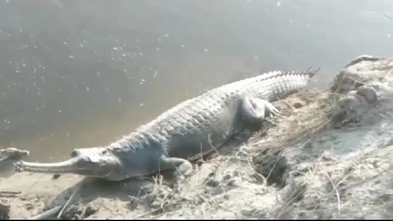 प्रतापगढ़ : गंगा किनारे घाट पर नदी से बाहर निकल कर बैठा दिखा मगरमच्छ, लोगों में दहशत