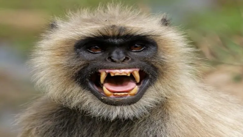 अलीगढ़ : पानी की टंकी पर चढ़ा था मजदूर, बन्दर के डराने पर कई फिट नीचे गिरा - हालत गंभीर 