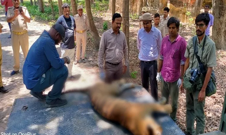 लखीमपुर-खीरी: दुधवा टाइगर रिजर्व के बफर जोन मैलानी में बाघिन की मौत