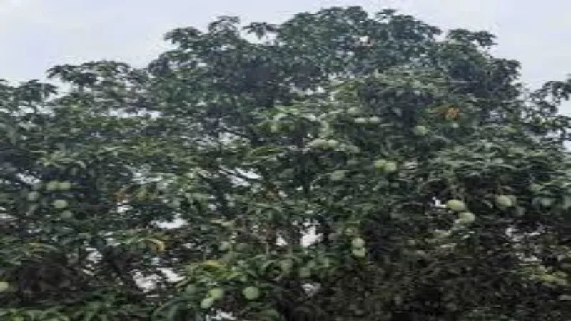 बलिया : आम के पेड़ से गिरने से किशोर की मौत 