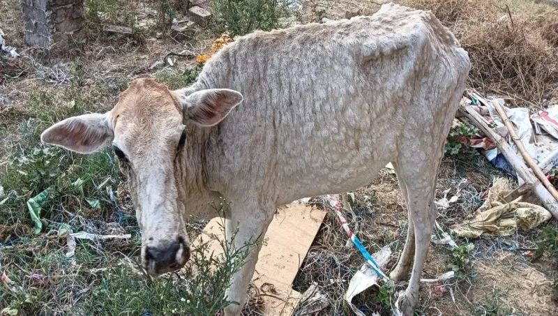 रायबरेली: मवेशियों के शरीर ने निकल रहे फोड़े, पशुपालकों में भय 