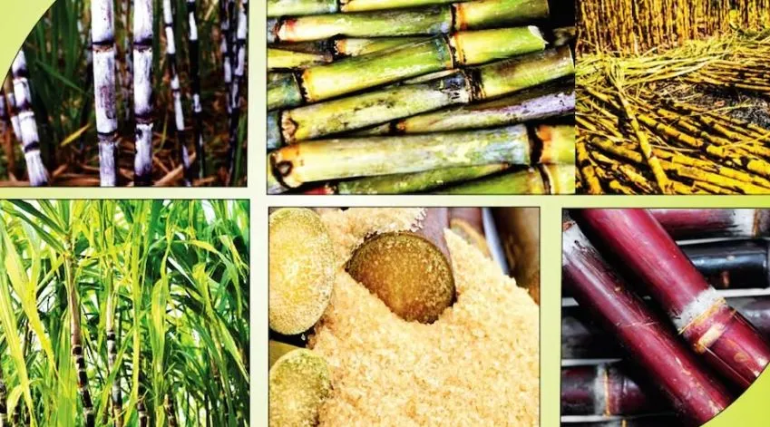 सरकार ने गन्ने का न्यूनतम मूल्य बढ़ाकर किया 315 रुपये प्रति क्विंटल 