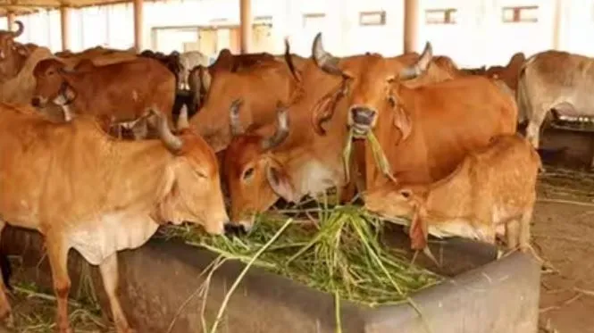 बरेली: छुट्टा गोवंशों की शिकायतें पहुंचीं मुख्यमंत्री तक, यहां गोशाला नहीं बना रहे अधिकारी