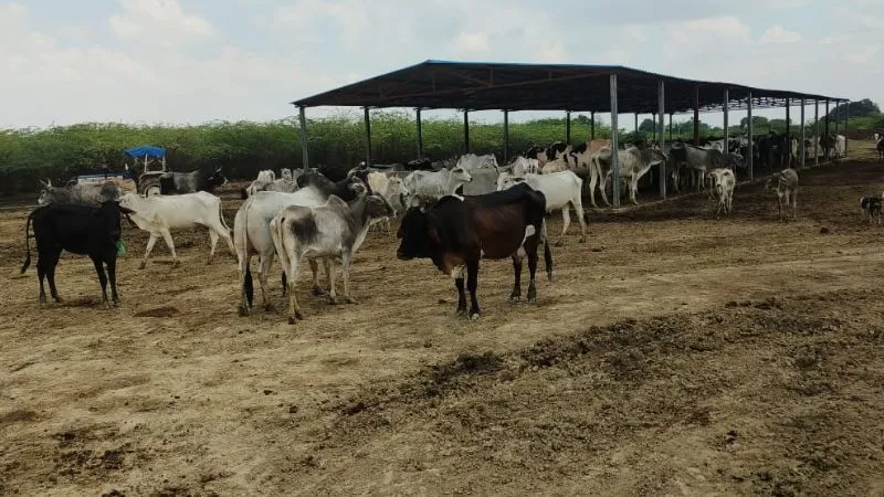 Kanpur Dehat: गौशाला में तीन गोवंशों की मौत, दो मरणासन्न, चूनी-चोकर व हरा चारा न मिलने से कुपोषित हो रहे गोवंश