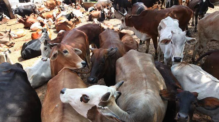 बरेली: अब AC गौशाला में रहेंगी गायें, वनखंडीनाथ मंदिर में चल रहीं तैयारियां