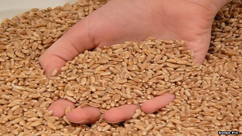 रामपुर : गेहूं भंडारण को लेकर 15 दिन में 145 गोदामों पर ताबड़तोड़ छापों से हड़कंप