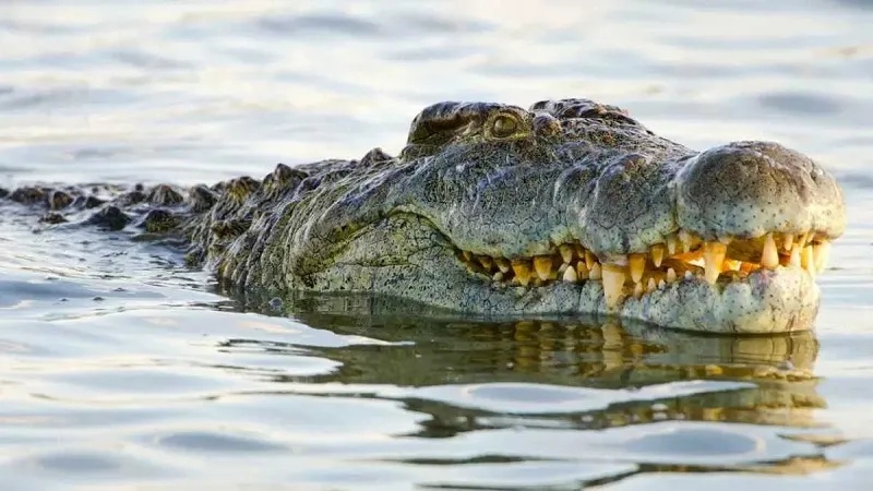 मगरमच्छों में बिना निषेचन जन्म का पहला मामला, विज्ञान की किताबों के लिए क्या बनेगा इतिहास?