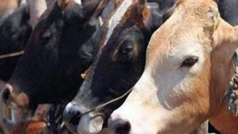 रामपुर में अजीबोगरीब मामला, व्यापारी किसानों के लाखों के पशु लेकर फरार