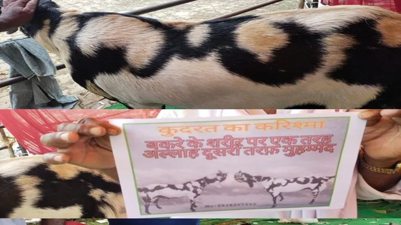 बकरीद से पहले बिहार से लखनऊ में बिकने के लिए आया 15 लाख का बकरा, जानें क्या है खासियत