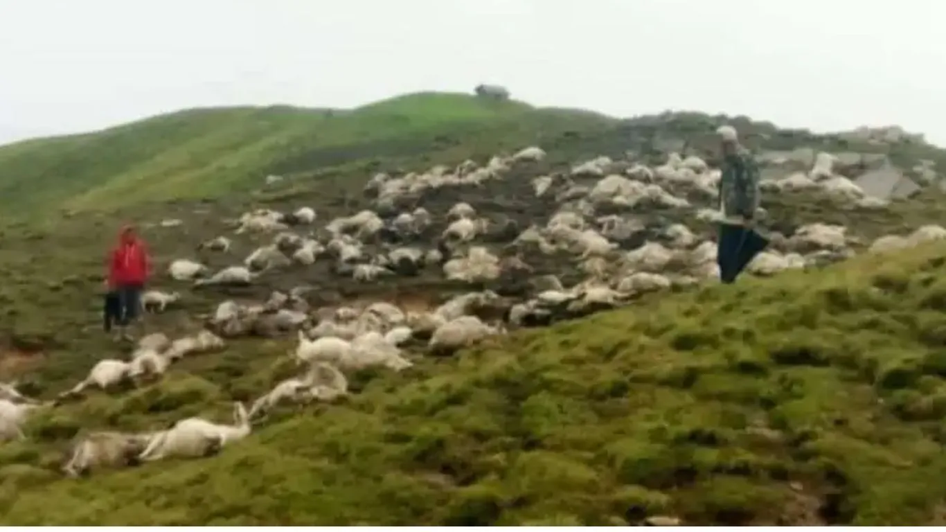 उत्तराखंड में बारिश के साथ आपदा का कहर जारी, यहां पर हुई 400 बकरियों की मौत