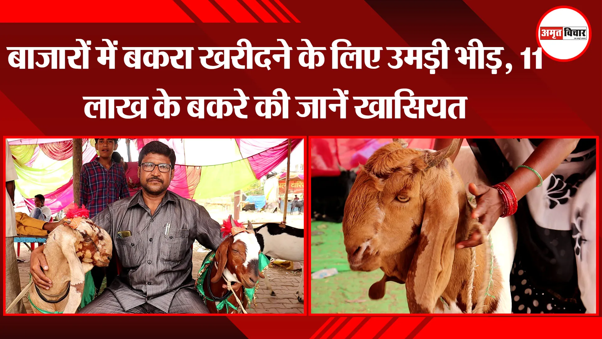 लखनऊ: बाजारों में बकरा खरीदने के लिए उमड़ी भीड़, 51 लाख के बकरे की जानें खासियत