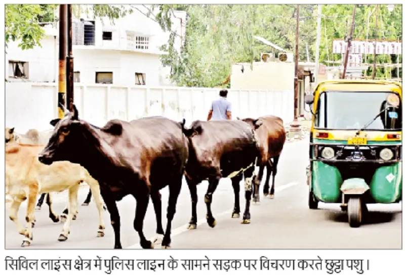 मुरादाबाद : दो करोड़ की गोशाला में प्रबंध का दावा, फिर भी सड़कों पर गोवंश...जोखिम में नागरिकों की जान