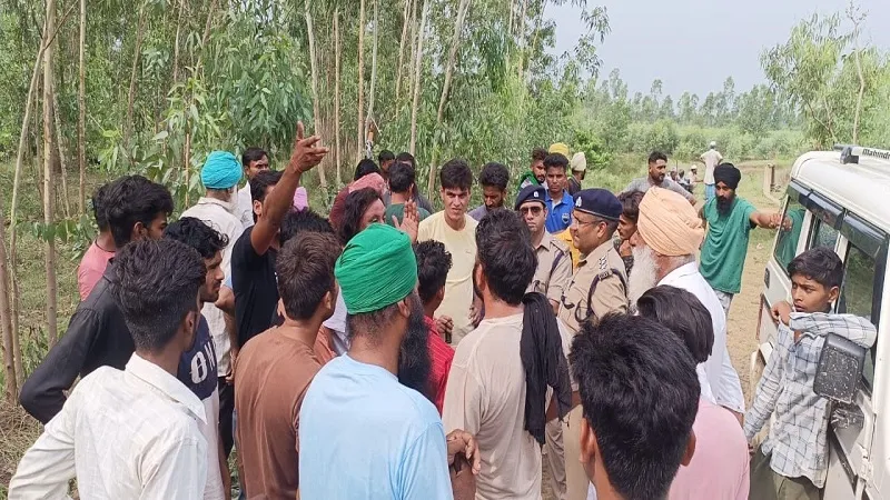 बिजनौर: गुलदार को तलाशने में सात बीघा गन्ने की फसल नष्ट