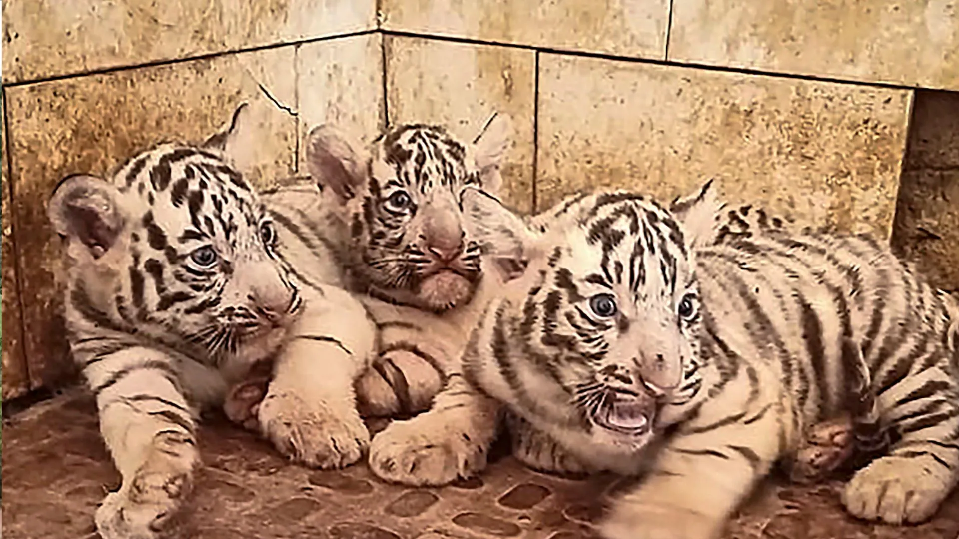 छत्तीसगढ़: भिलाई के मैत्री बाग चिड़ियाघर में तीन सफेद बाघ शावकों का जन्म