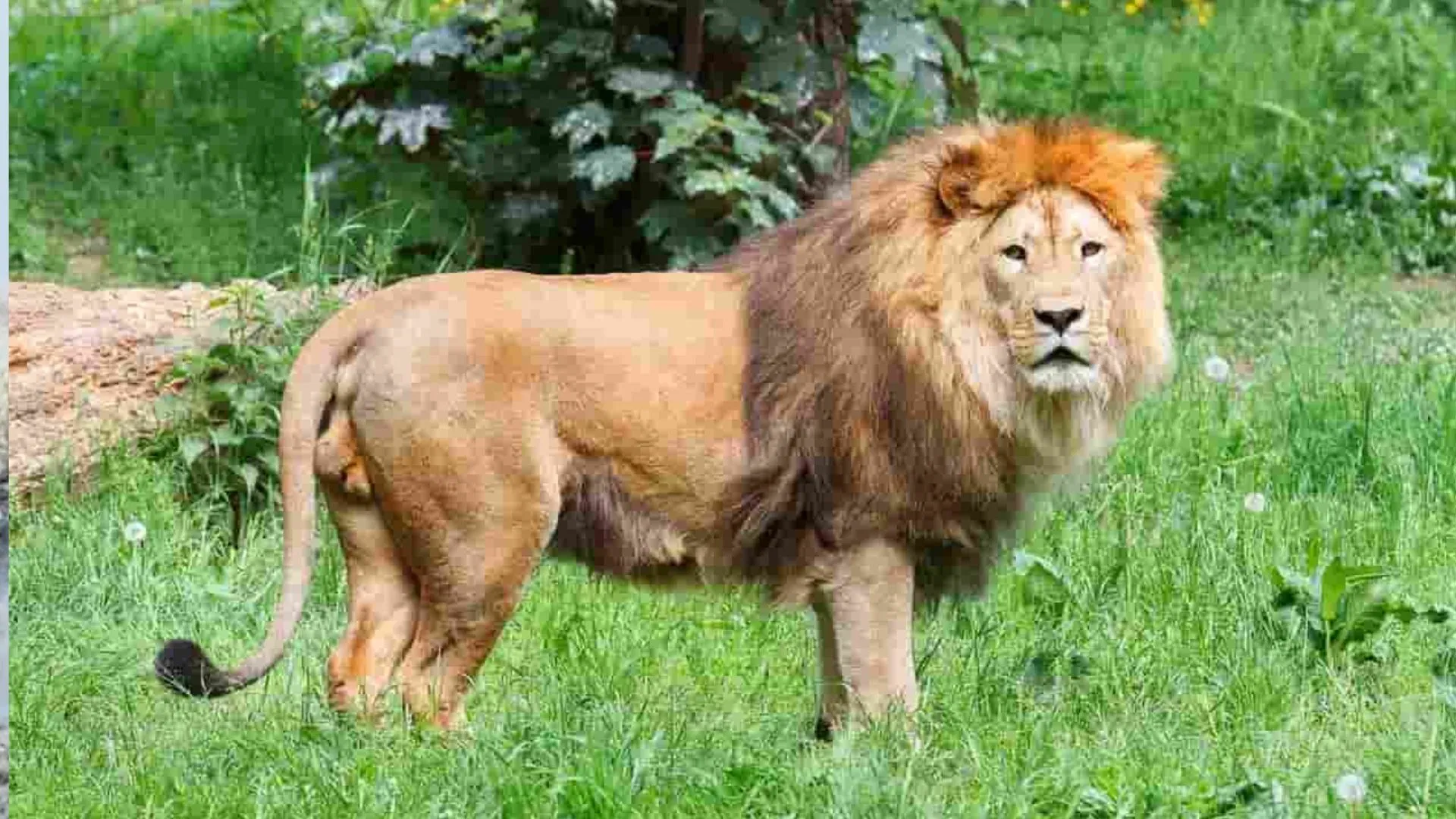 Cyclone, Biparjoy: ‘बिपरजॉय’ का बढ़ा खतरा, गिर जंगल से शिफ्ट किए गए 100 शेर