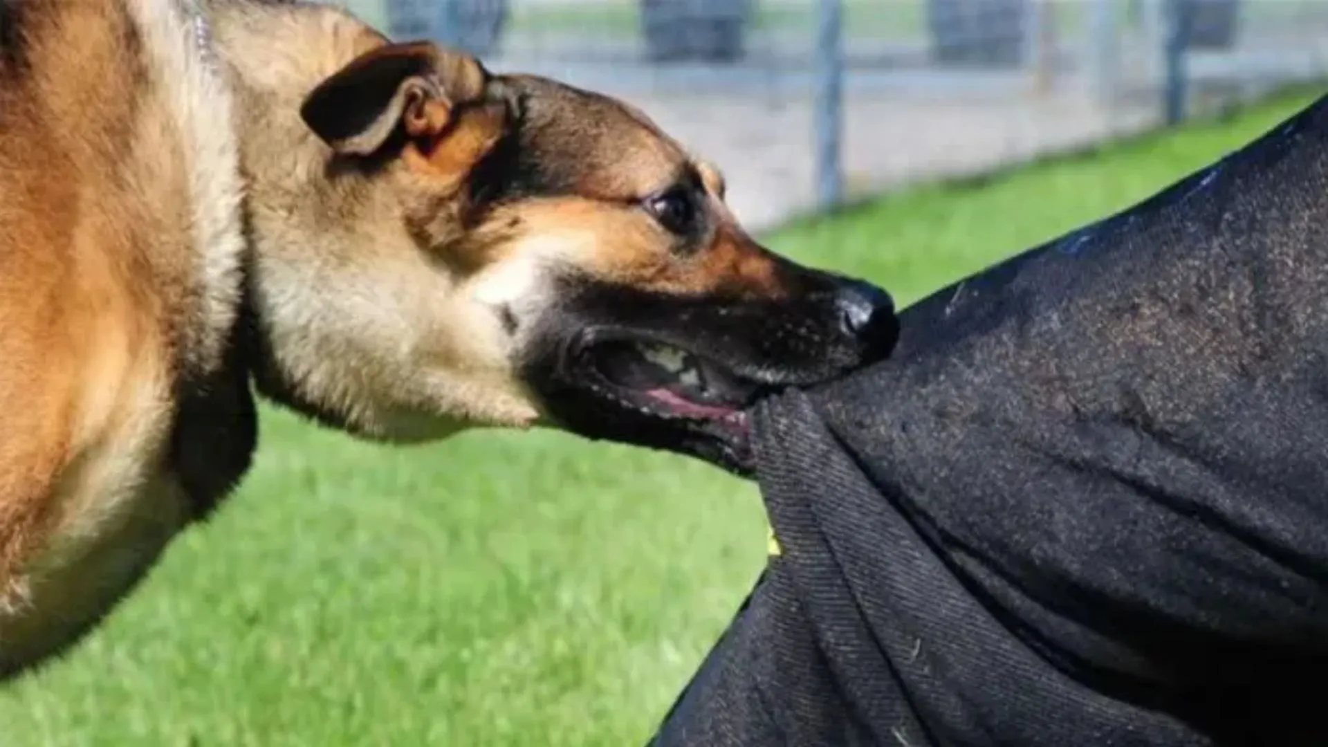 बरेली: कुत्तों को मौसम बना रहा आक्रामक...रहें सावधान, दूसरे कारण भी जानिए