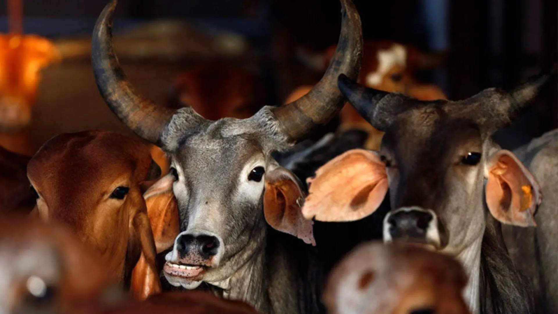पशु बलि प्रतिबंध मामले में कोर्ट ने कहा, कहीं भी पशुओं को मारने की अनुमति नहीं देंगे 