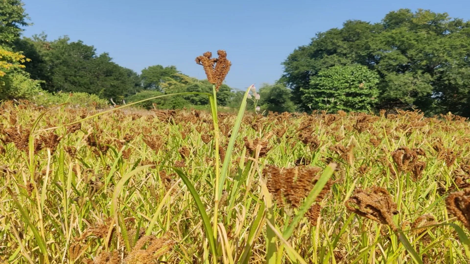 सरकारी प्रोत्साहन से छत्तीसगढ़ में मिलेट की खेती के प्रति किसानों का बढ़ा रूझान 