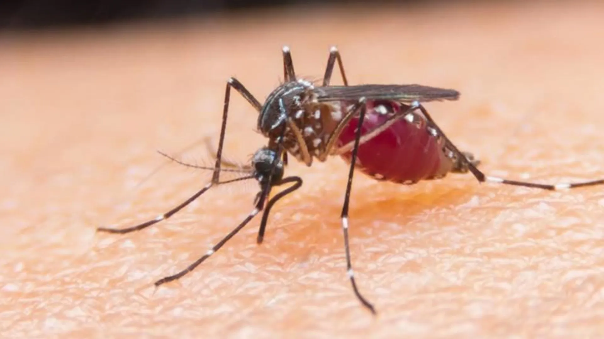 बरेली: मलेरिया का खतरा बढ़ा, 200 के पार पहुंचा मरीजों का आंकड़ा