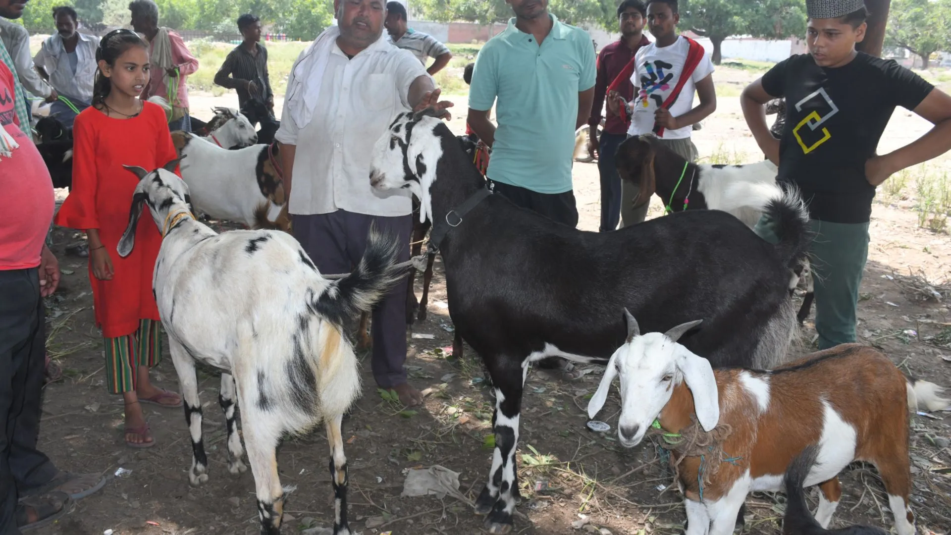 बरेली: कुर्बानी के लिए अच्छी नस्ल का बकरा खरीदने की मची होड़