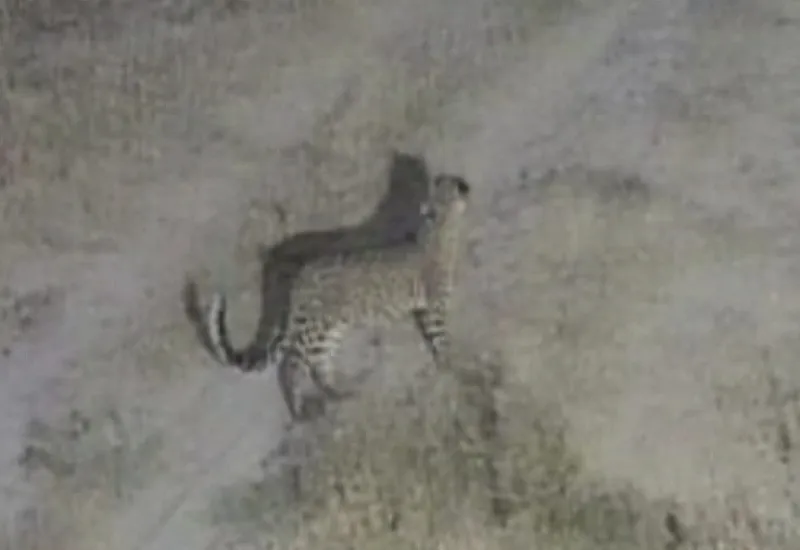 रामपुर : गांव में घूमता तेंदुआ सीसीटीवी में कैद, ग्रामीणों में दहशत