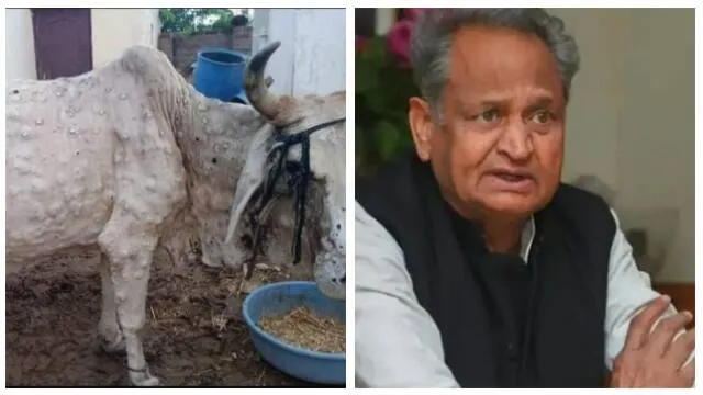लंपी बीमारी : मुख्यमंत्री गहलोत ने प्रभावित पशुपालकों के खातों में अंतरित किए 175 करोड़ रुपये 