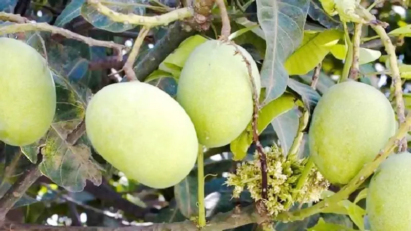 अमरोहा के आम की महक विदेश तक, मिठास के दीवाने हैं लोग
