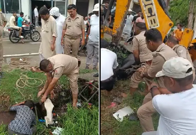 VIDEO : नाला में गिरी गाय, दरोगा ने वर्दी पहन रेस्क्यू कर बचाई जान...हर तरफ हो रही प्रशंसा