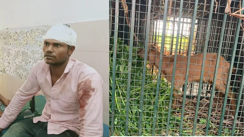 बिजनौर: जंगल में लकड़ी लेने गए युवक पर गुलदार ने किया हमला, गंभीर घायल