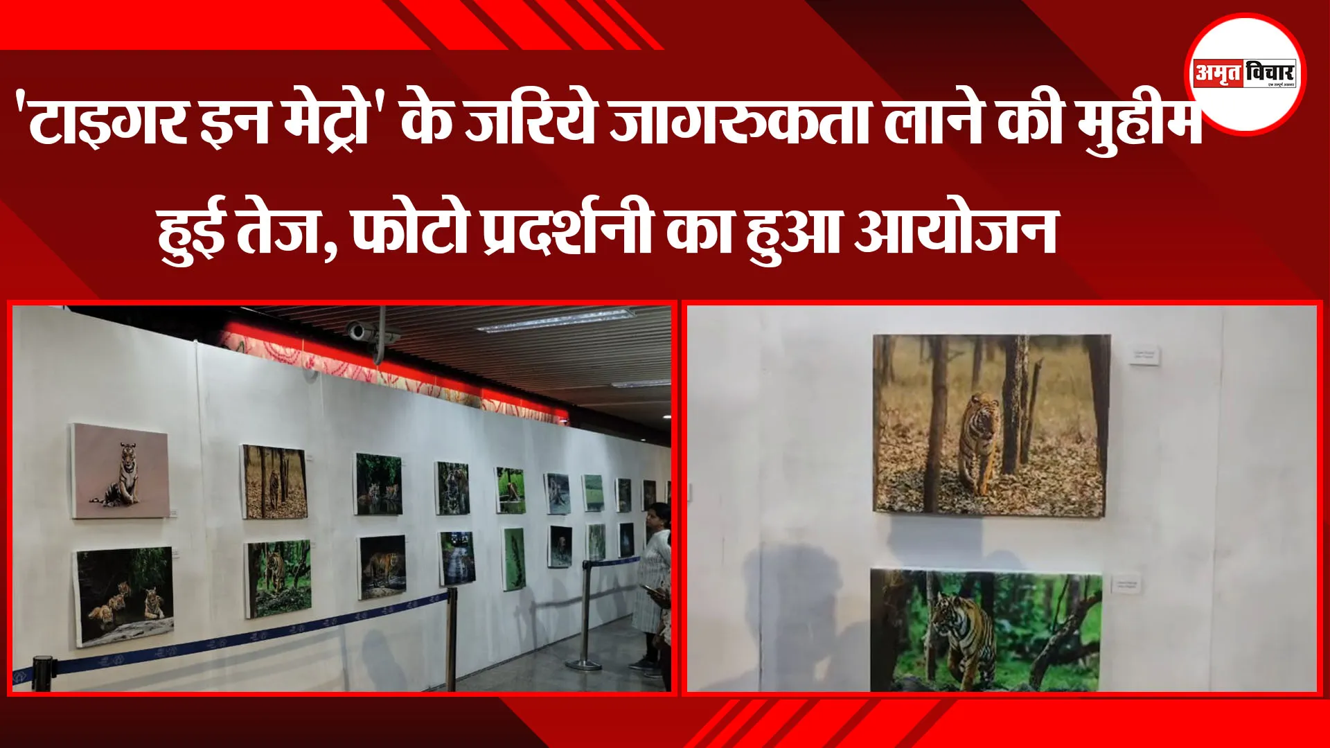'टाइगर इन मेट्रो' के जरिये जागरुकता लाने की मुहीम हुई तेज, फोटो प्रदर्शनी का हुआ आयोजन