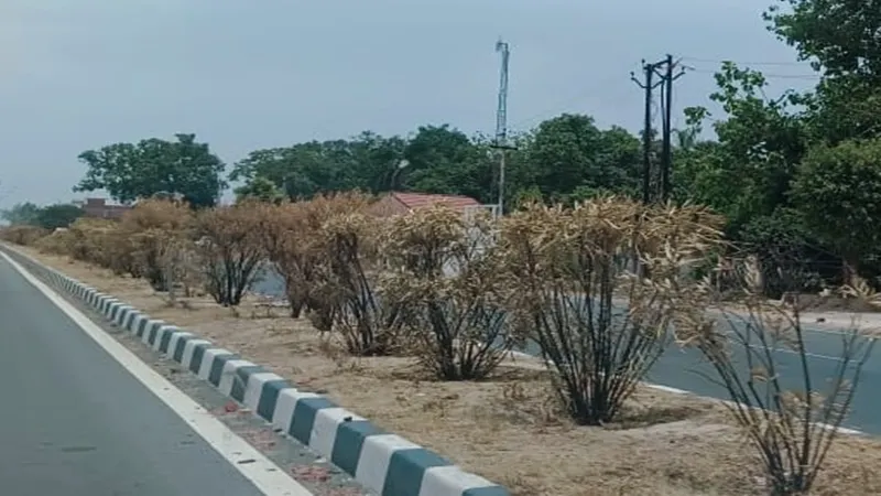 रायबरेली: एनएचएआई के सूखे पेड़ों के स्थान पर लगाए जाएंगे नए पौधे, प्रोजेक्ट मैनेजर ने दिए निर्देश