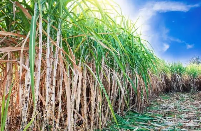 रुद्रपुर: गन्ना विकास आयुक्त ने दोबारा कराई जीपीएस सर्वे की माप