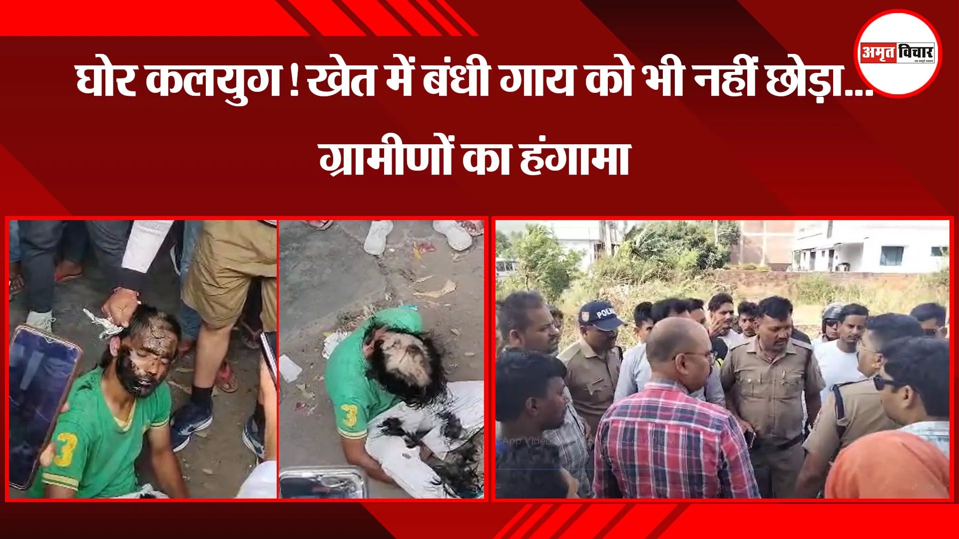 हल्द्वानी: घोर कलयुग! खेत में बंधी गाय को भी नहीं छोड़ा...ग्रामीणों का हंगामा