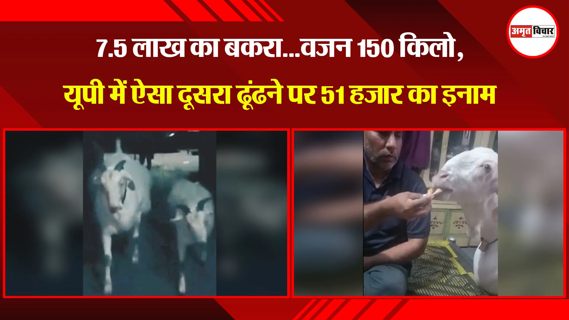 मुरादाबाद: 7.5 लाख का बकरा...वजन 150 किलो, यूपी में ऐसा दूसरा ढूंढने पर 51 हजार का इनाम