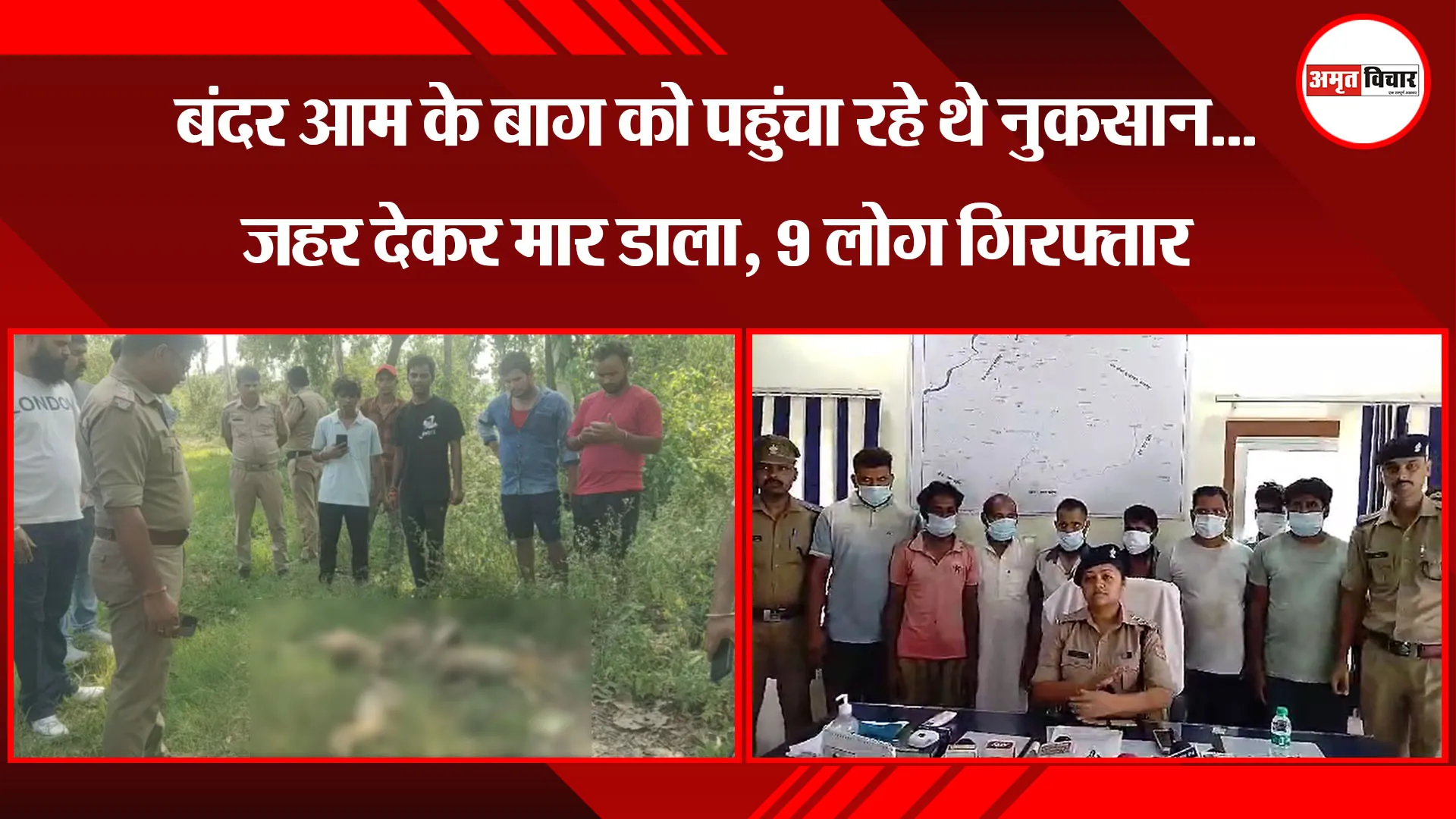 काशीपुर: बंदर आम के बाग को पहुंचा रहे थे नुकसान...जहर देकर मार डाला, 9 लोग गिरफ्तार
